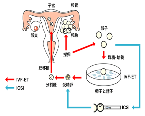 北京有资质的十大助孕机构,北京试管助孕机构排名?_试管代生协议书