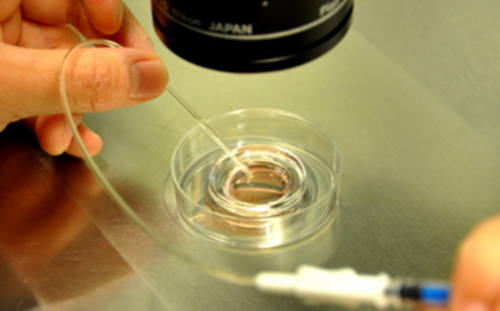 揭秘生命之初：胚胎发育的关键阶段与特征