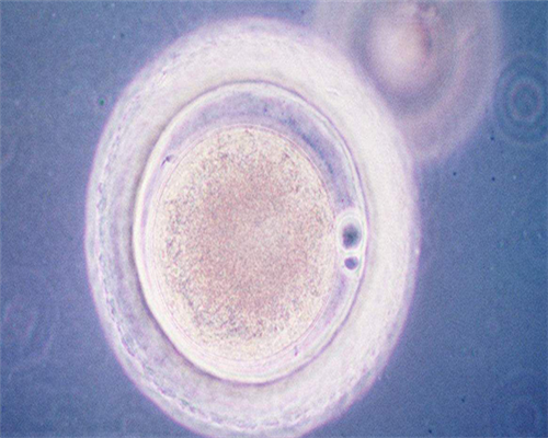 深圳试管婴儿哪家医院成功率最高？试管成功率排名