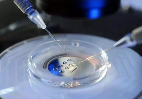 石家庄地区助孕服务指南