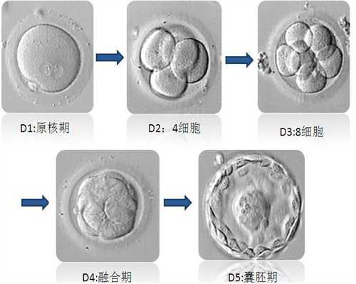 深圳代孕一键咨询_在中国代怀孕违法吗_代孕需要哪些材料